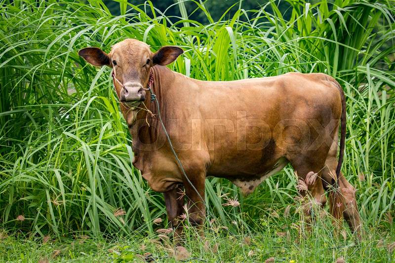 Image of brown cow on nature background. Animal farm, stock photo