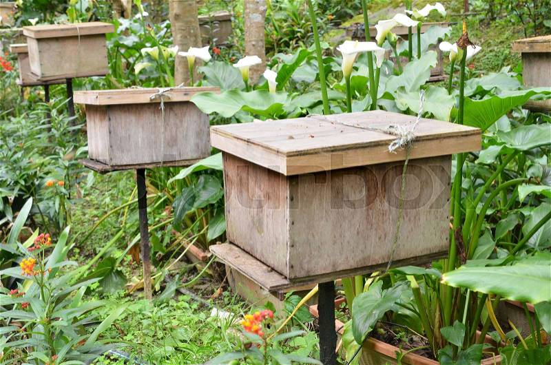 Bee farms located in Cameron Highlands Malaysia, stock photo
