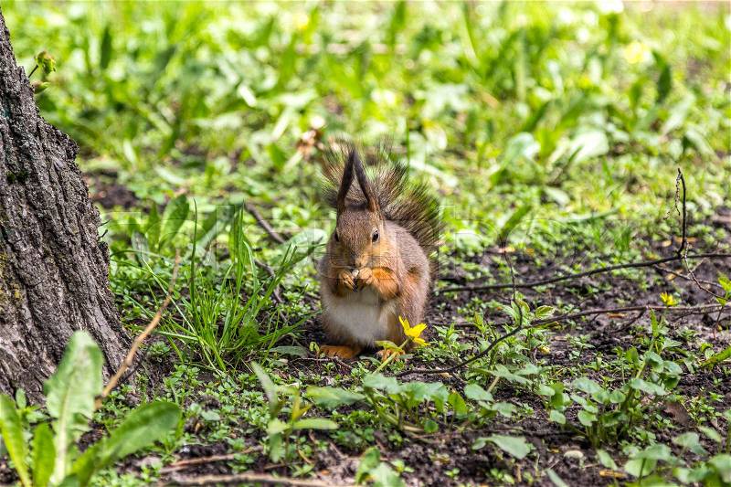 Squirrel eat nut in Gorky Park in Minsk (Belarus), stock photo