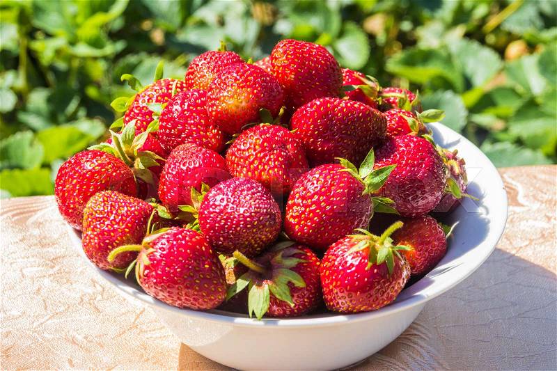 Full plate of fresh strawberries on the table against the background of strawberry plants of the field, stock photo