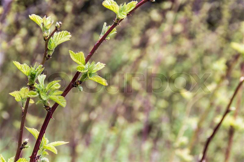 Sprouts of blackberry in the spring on blurred background (blooming of blackberry), stock photo