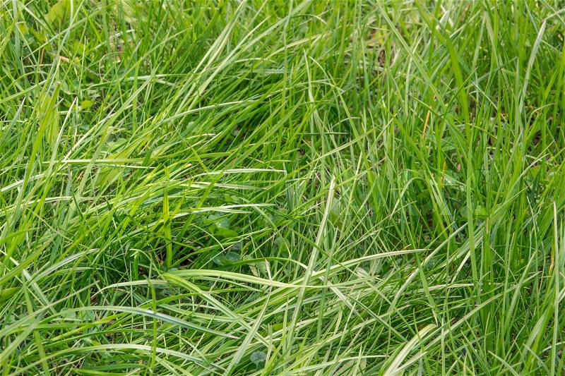 Background of green grass. Green grass texture, stock photo