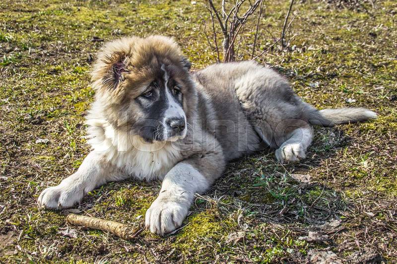 Fluffy Caucasian shepherd dog is lying on the ground and gnawing the stick, stock photo