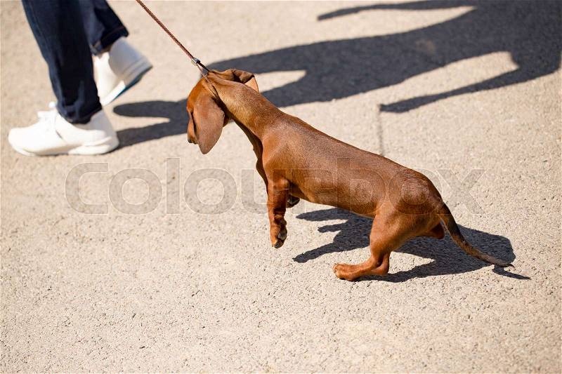 Man holds a leash dog on the nature, stock photo