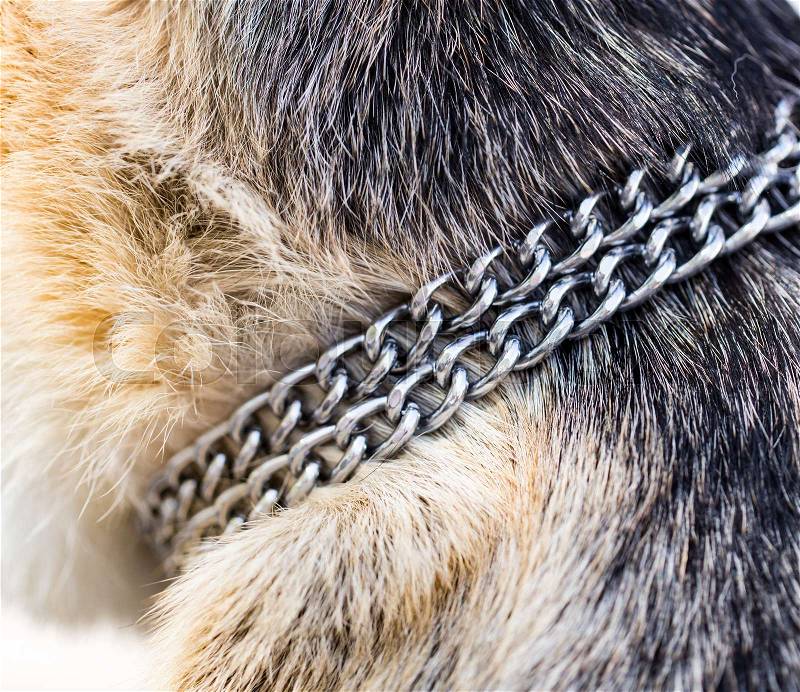 Chain on the neck of a dog , stock photo