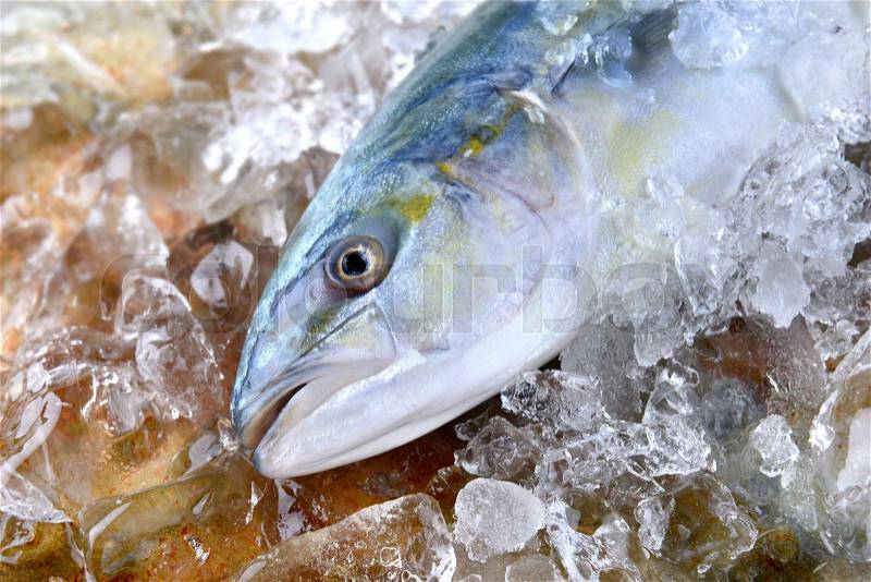 Young amberjack fish or buri fish in Japan is hamachi fish frozen in ice from fishery market, stock photo