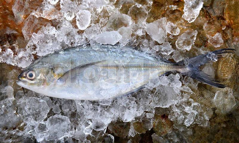 Trevally fish or jack frozen in ice fresh from fishery market ready to cooking, stock photo
