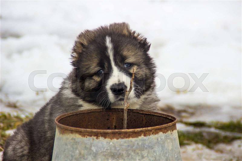 Young beautiful Caucasian shepherd dog (puppy) in the winter, stock photo