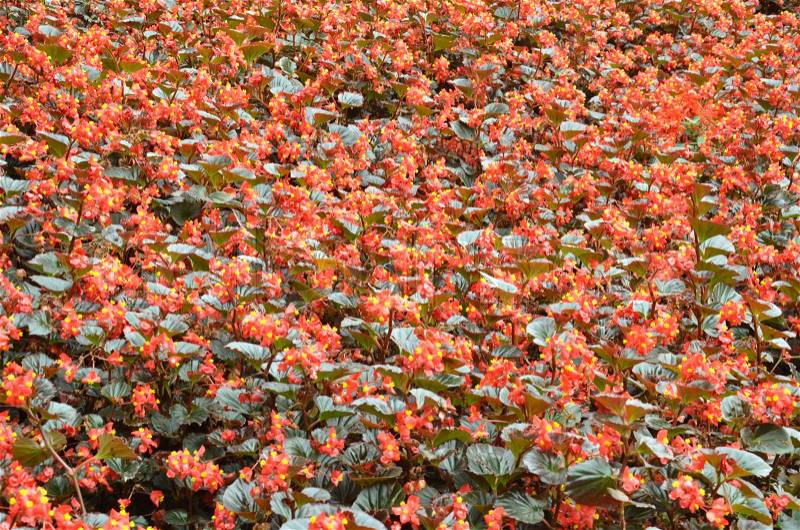 Flowers begonia. Begonia is a flower of extraordinary beauty, with an amazing ability to bloom all year round, stock photo