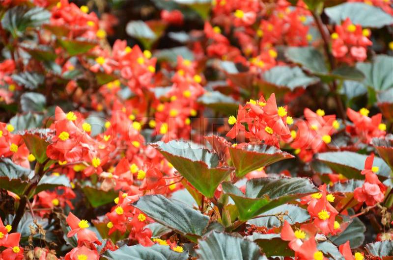 Flowers begonia. Begonia is a flower of extraordinary beauty, with an amazing ability to bloom all year round, stock photo