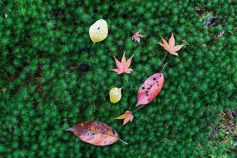 Japanese maple leaves on green mos in autumn, stock photo
