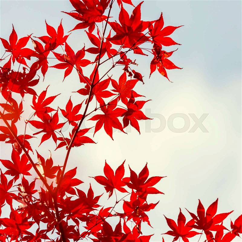 Japanese Maple leaves in autumn Japan, vintage style, stock photo