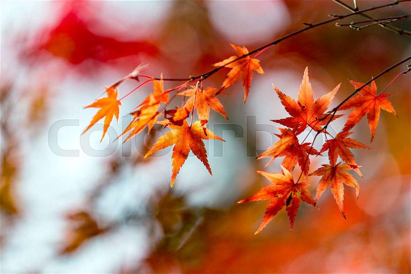Japanese Maple leaves in autumn, Japan, stock photo