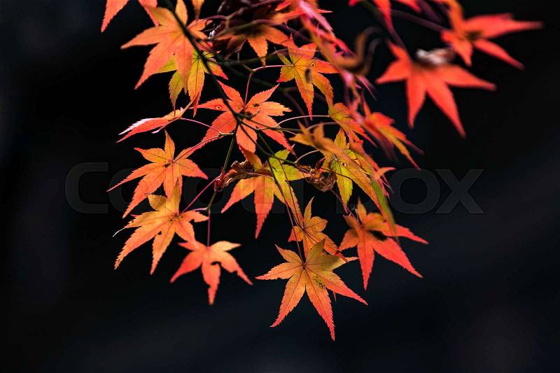 Japanese Maple leaves in autumn, Japan, stock photo