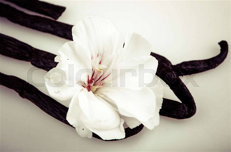 Vanilla Bean And Flower, stock photo