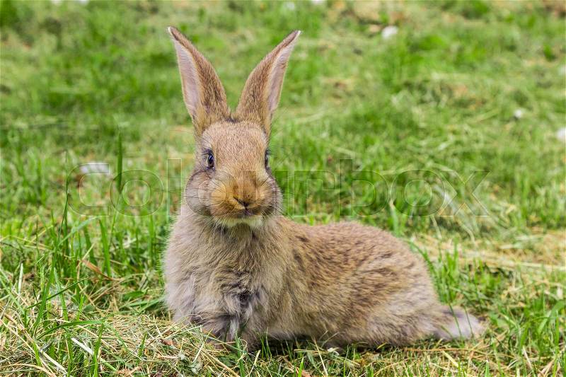 Curious Bunny with protruding ears, stock photo