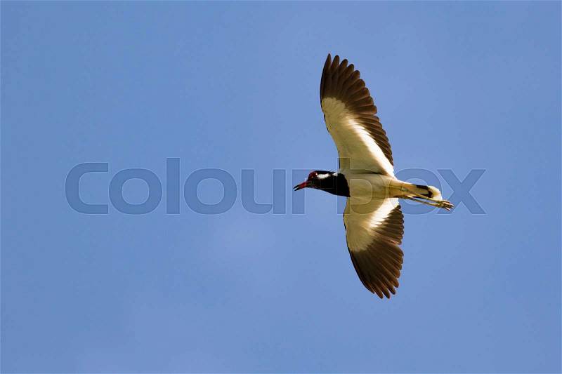 Image of bird flying in the sky. Wild Animals. Red-wattled lapwing bird (Vanellus indicus), stock photo