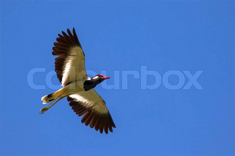 Animals bird flying Images - Search Images on Everypixel