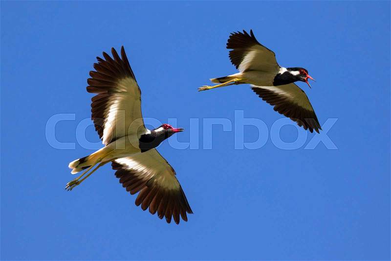 Image of bird flying in the sky. Wild Animals. Red-wattled lapwing bird (Vanellus indicus), stock photo