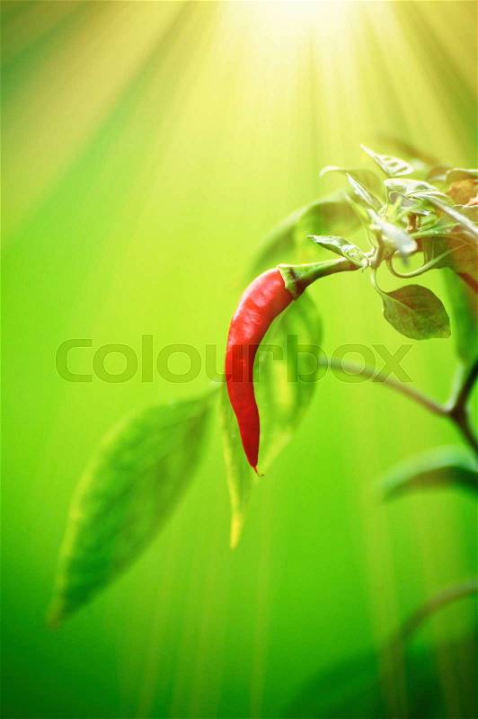 Red chili pepper on a tree of chili pepper on nature background, stock photo