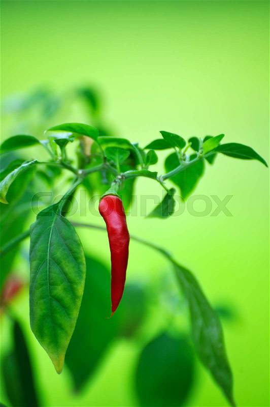Red chili pepper on a tree of chili pepper on nature background, stock photo