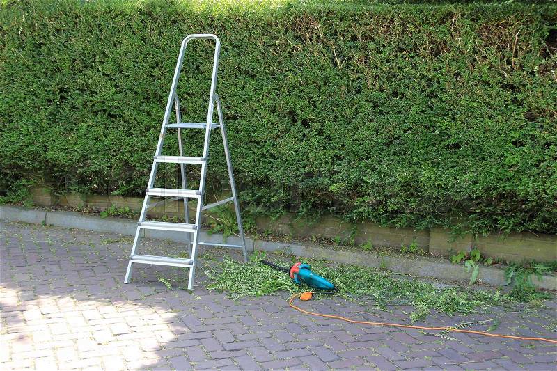 A hedge, step ladder and an electric hedge trimmer for cutting the hedge in the summer, stock photo