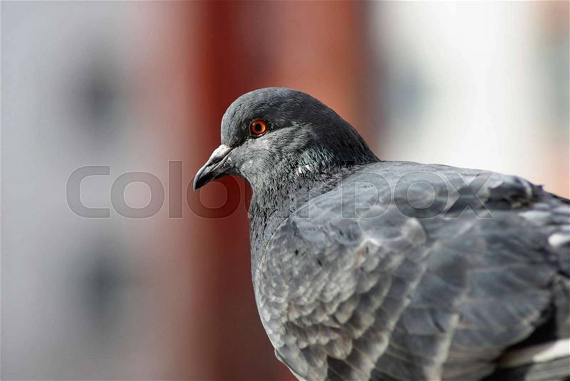 Closeup of urban dove. Pigeon head and neck in profile. Selective focus. Selective focus, stock photo