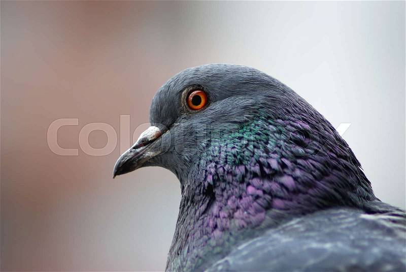 Urban dove close up. Close-up of a pigeon head. Selective focus, stock photo