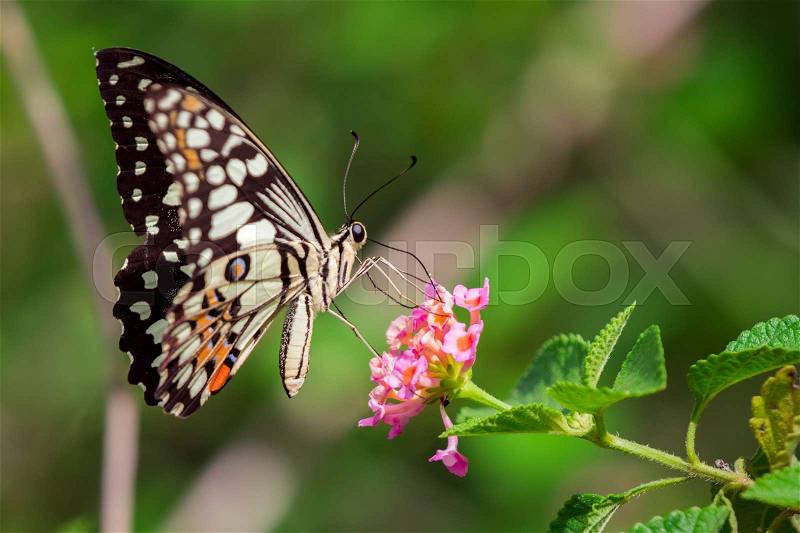 Beautiful butterfly perched on a flower. Insect Animals, stock photo
