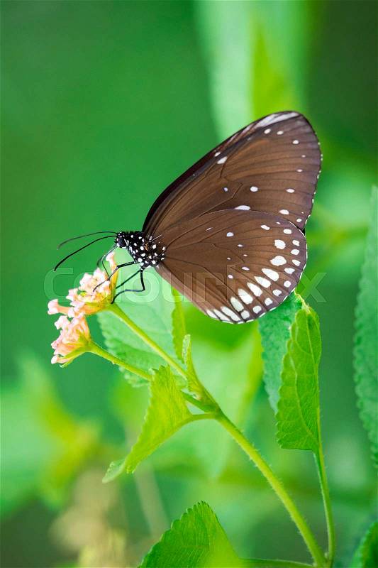 Beautiful butterfly perched on a flower. Insect Animals, stock photo