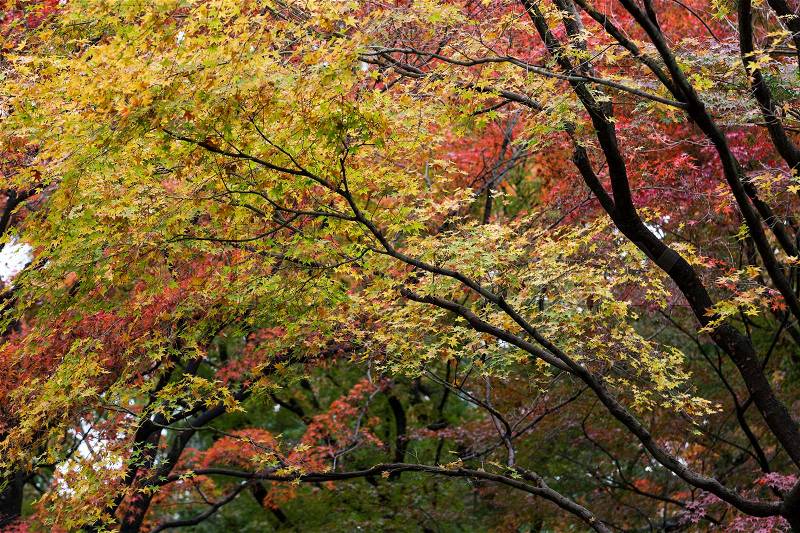 Japanese Maple leafs in Autumn, Japan, stock photo