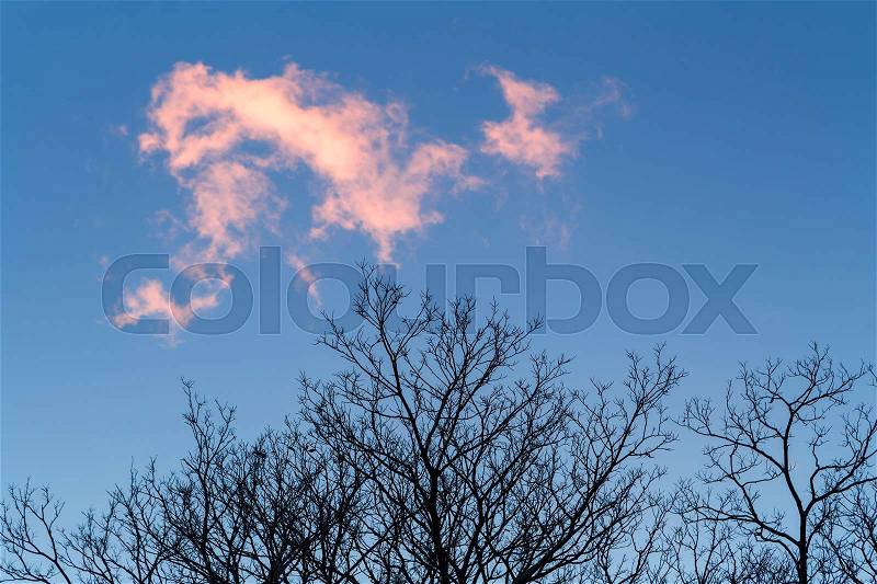 Clouds of evening sky and trees without leaves in autumn, stock photo