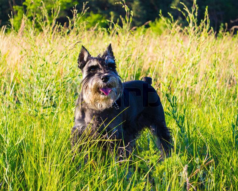 Miniature Schnauzer dog. Portrait of a young miniature schnauzer on lawn, stock photo