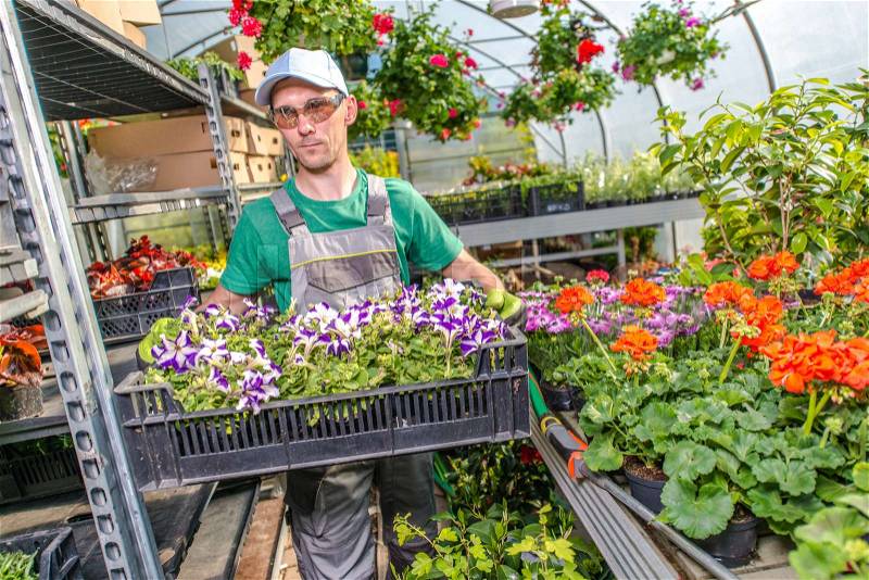 Garden and Flowers Business. Greenhouse Worker. Flowers Cultivation, stock photo