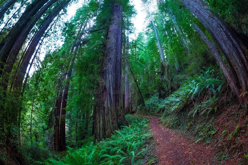 Fish eye view of a path through the huge sequoia trees in the Redwood National Park, USA, stock photo