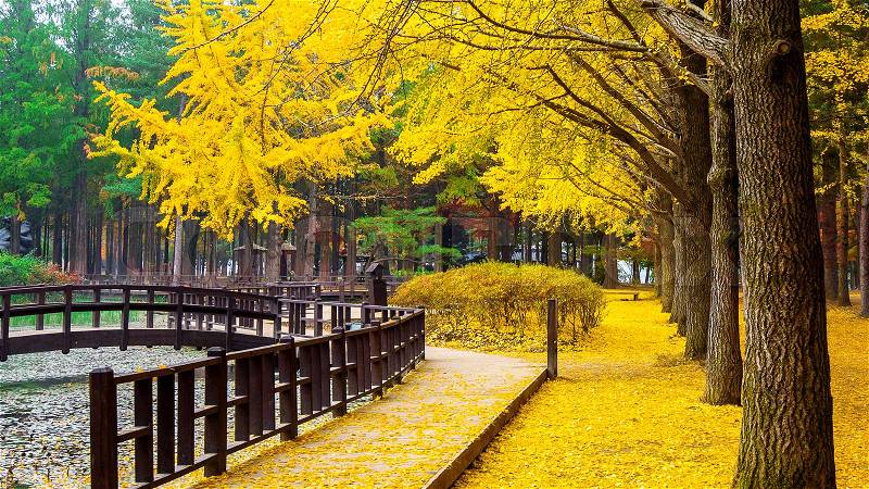 Autumn with ginkgo tree in Nami Island, Korea, stock photo