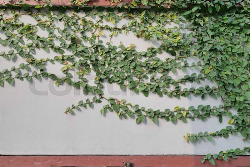 Green Creeper Plant on the Wall, stock photo