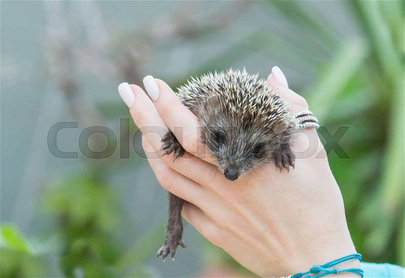 Little nice Hedgehog sitting on woman hand, stock photo