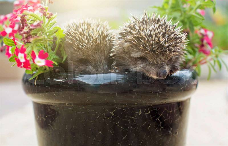 Two little Hedgehog in the pot with flowers, stock photo