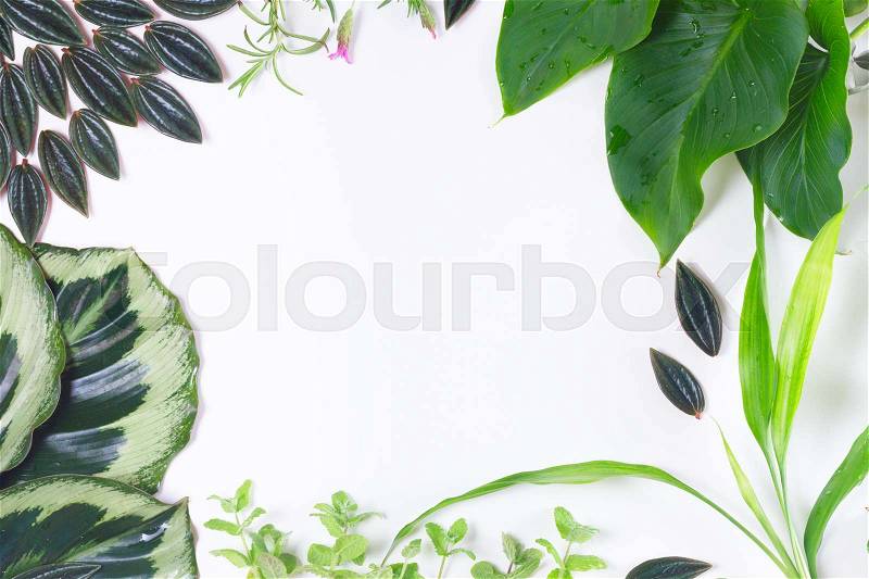 Mix of fresh green exotic tropical leaves frame on white background, stock photo