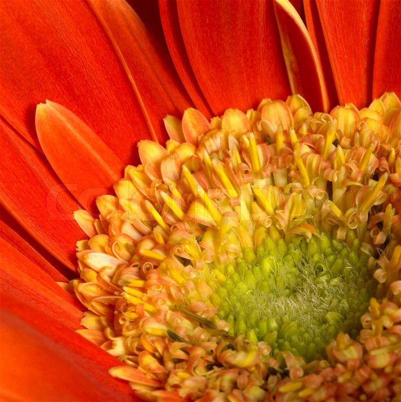 Full frame closeup photography of a red gerbera flower, stock photo