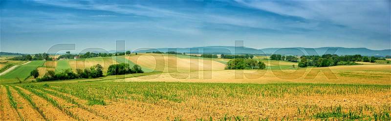 Panorama of Alsace rolling landscape with lines of sprouts. France, stock photo