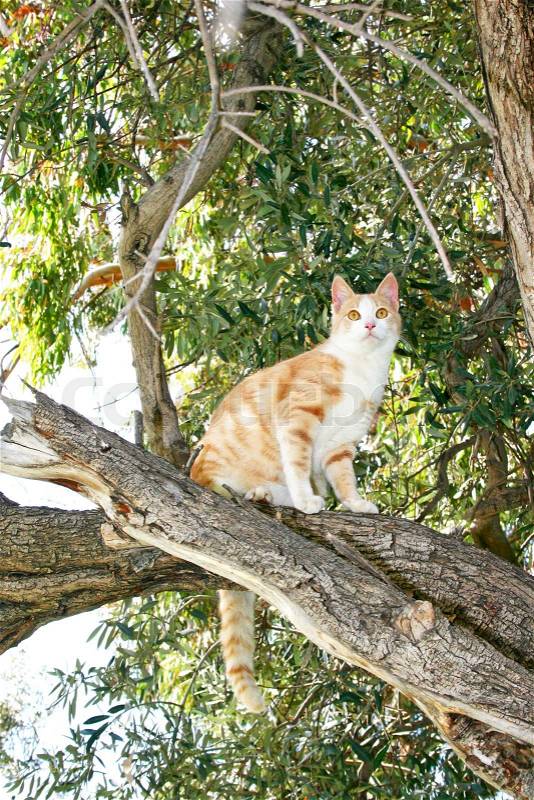 Tawny cat on eucalyptus tree, stock photo