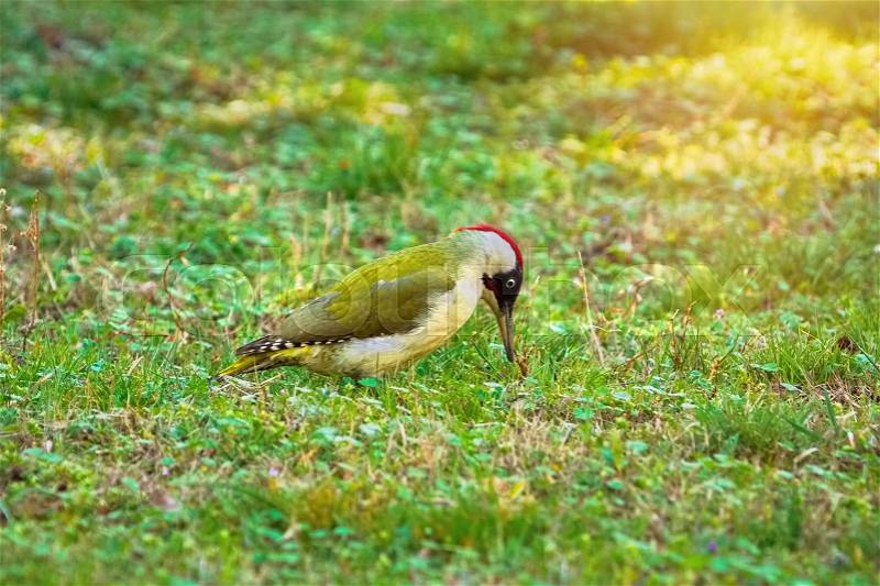 Green Woodpecker Looking for a Food on the Ground, stock photo