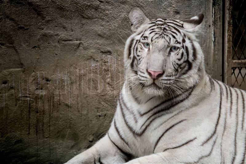 White tiger on dark background, stock photo