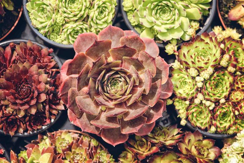 Collection of potted Succulents. , stock photo