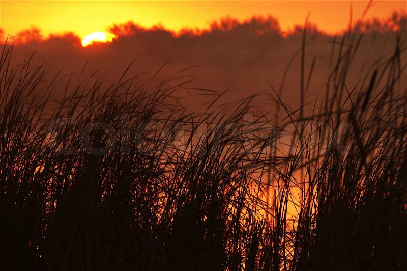 Sunrise on the lake and reed, stock photo