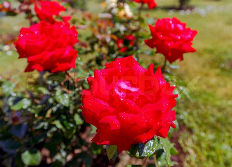Flowers of red roses with dew drops, stock photo