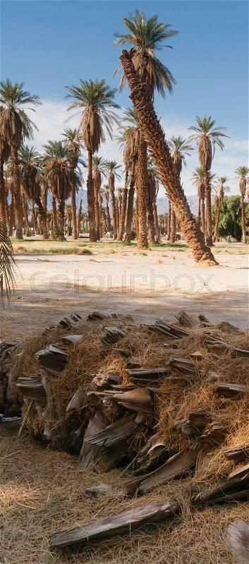 Blue skies make a good background for tropical palm trees in Death Valley, stock photo