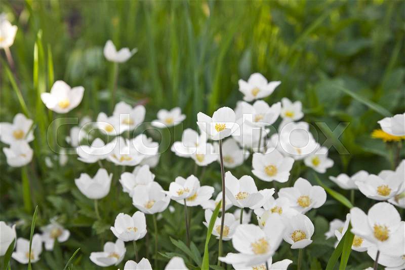 White spring flowers in the meadow as background, stock photo